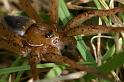 Dolomedes_plantarius_D5155_Z_90_Canal du Nivernais_Frankrijk